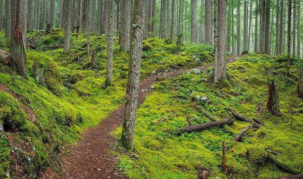 Washington State-Olympic National Forest Panoramic of Lower Dungeness Trail in forest